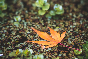 紅葉