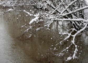 Obraz premium Vils im Winter