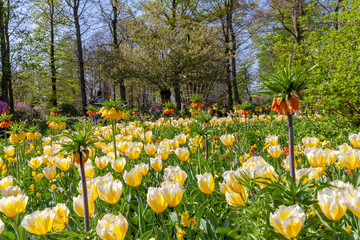 Keukenhof  colorful Flowers.Gardens Lisse Netherlands