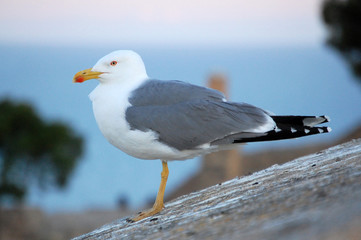 Gaviota