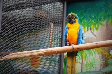 Macaw