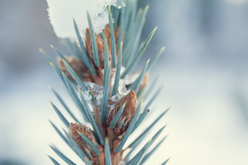 Naklejka na ściany i meble the snow on the needles of the fir trees close up
