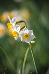 水仙の花