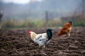 Big nice beautiful white and black rooster and hens feeding outdoors in plowed field on bright...
