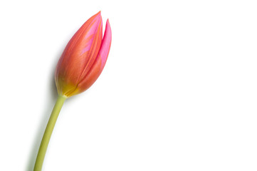 closeup of pink tulip on white background