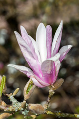 Magnolia 'George Henry Kern' a winter spring pink flower shrub or small tree known as magnolia stellata or star magnolia © Tony Baggett