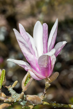 Magnolia 'George Henry Kern' a winter spring pink flower shrub or small tree known as magnolia stellata or star magnolia