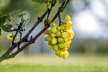 Close-up of vine branch with green leaves and isolated golden yellow ripe grape cluster lit by...