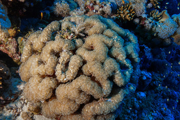 Coral Reef at the Red Sea Egypt