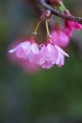桜の花、春イメージ