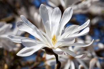 Magnolia Stellata a winter spring white flower shrub or small tree commonly known as star magnolia © Tony Baggett