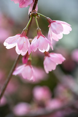 Obraz premium 桜の花、春イメージ