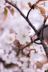 桜の花、春イメージ