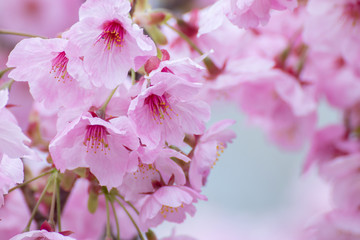 Fototapeta premium 桜の花、春イメージ