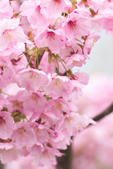 桜の花、春イメージ