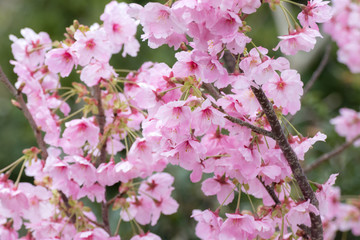 桜の花、春イメージ