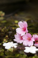 Obraz na płótnie Canvas 桜の花、春イメージ