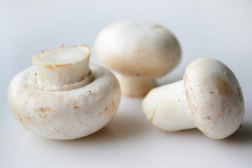 champignons close up on white background