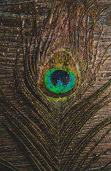 Obraz premium Flat lay view of glamorous single peacock tail feather on dark wooden board background. Luxurious beauty products background concept.