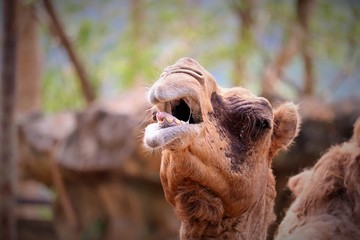 camel