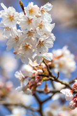 桜の花