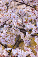 Obraz premium 桜の花