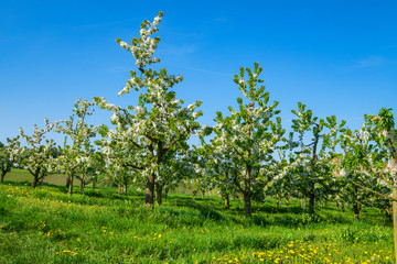 blühende Kirschbäume im Rheingau