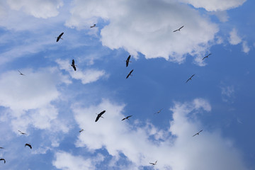 Obraz premium birds in the sky