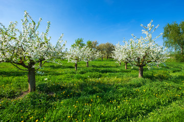 Obstgarten mit blühenden jungen Kirschbäumen im Rheingau