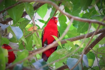 parrot on a branch