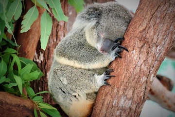 koala