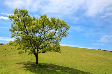 Fototapeta na wymiar 草原と青空と一本木