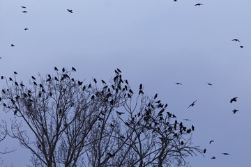 Swarm of rooks (Corvus frugilegus) on a resting tree