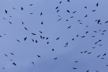 Swarm of rooks (Corvus frugilegus) with a dark blue sky.
