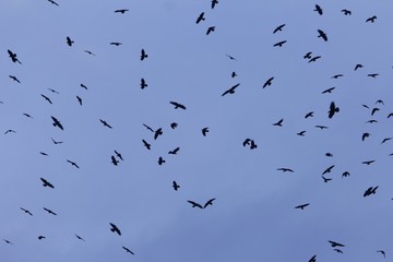 Swarm of rooks (Corvus frugilegus) with a dark blue sky.