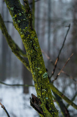 Deprive of Evernia plum who is just starting to develop on the tree