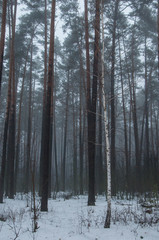 one birch among pines in a foggy forest in winter