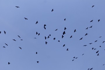 Fototapeta na wymiar Swarm of rooks (Corvus frugilegus) with a dark blue sky.