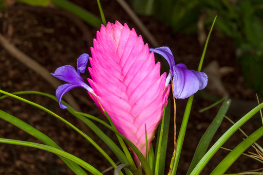 Tillandsia cyanea (pink quill plant) an autumn pink flower bromeliad air plant of the Ecuador rainforest often used as a house plant
