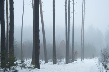 forest minimalism in the fog in winter