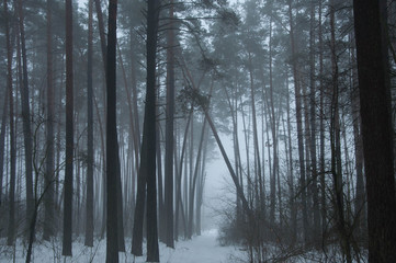 Fototapeta na wymiar pine forest in winter with thick fog blurs, frozen
