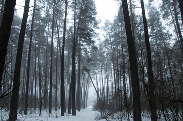 pine forest in winter with thick fog, frozen