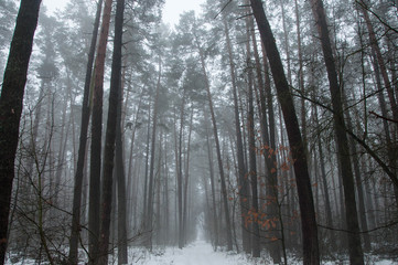 pine forest in winter with fog