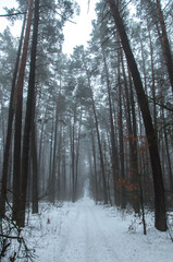 Fototapeta premium vertical photo of a pine forest in winter with fog, snow on the branches, laminated road, volume photo