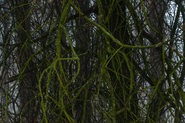 beautiful plants covered with green mold long and flexible