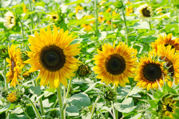 beautiful of Sunflower (Helianthus annuus) in field with blue sky