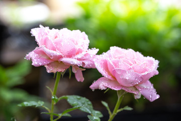 バラと水滴