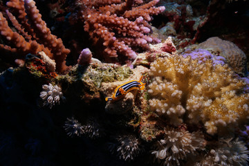 Nudibranch at the Red Sea, Egypt