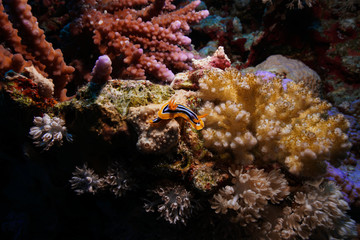 Fototapeta na wymiar Nudibranch at the Red Sea, Egypt