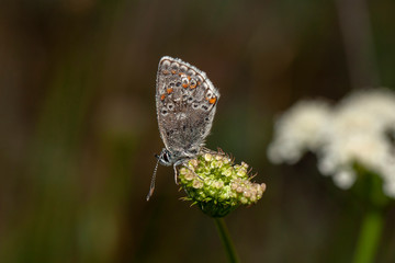  Butterfly in natural environment